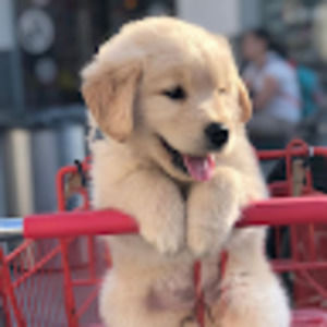 Meet your Posher, Nora r.